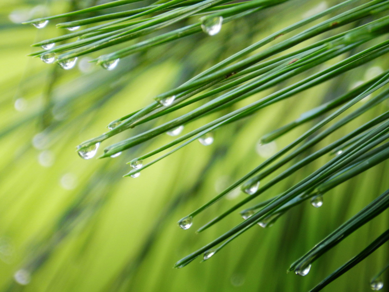 Temporary text to remove W3C errors.