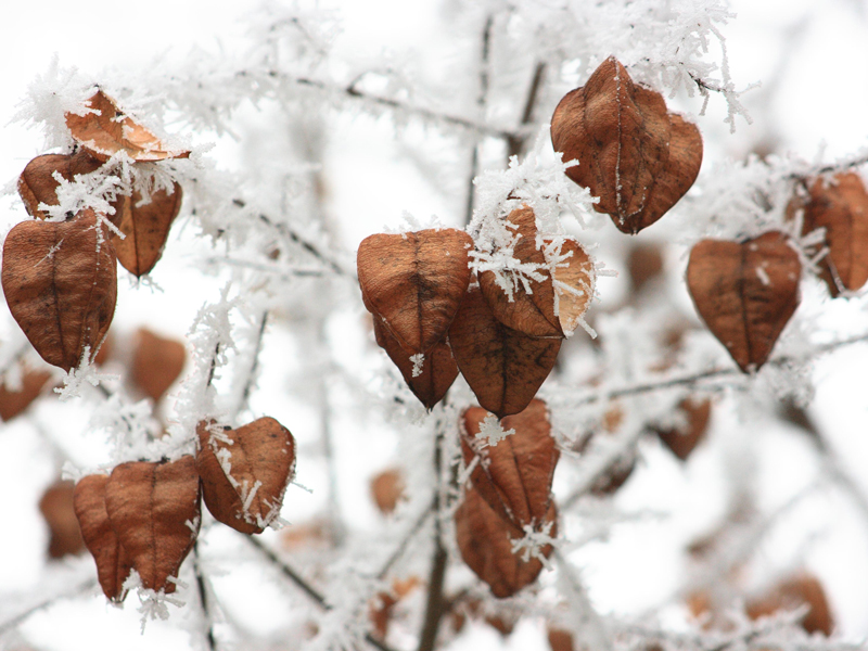 Temporary text to remove W3C errors.